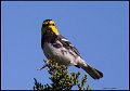 _6SB9774 golden-cheeked warbler